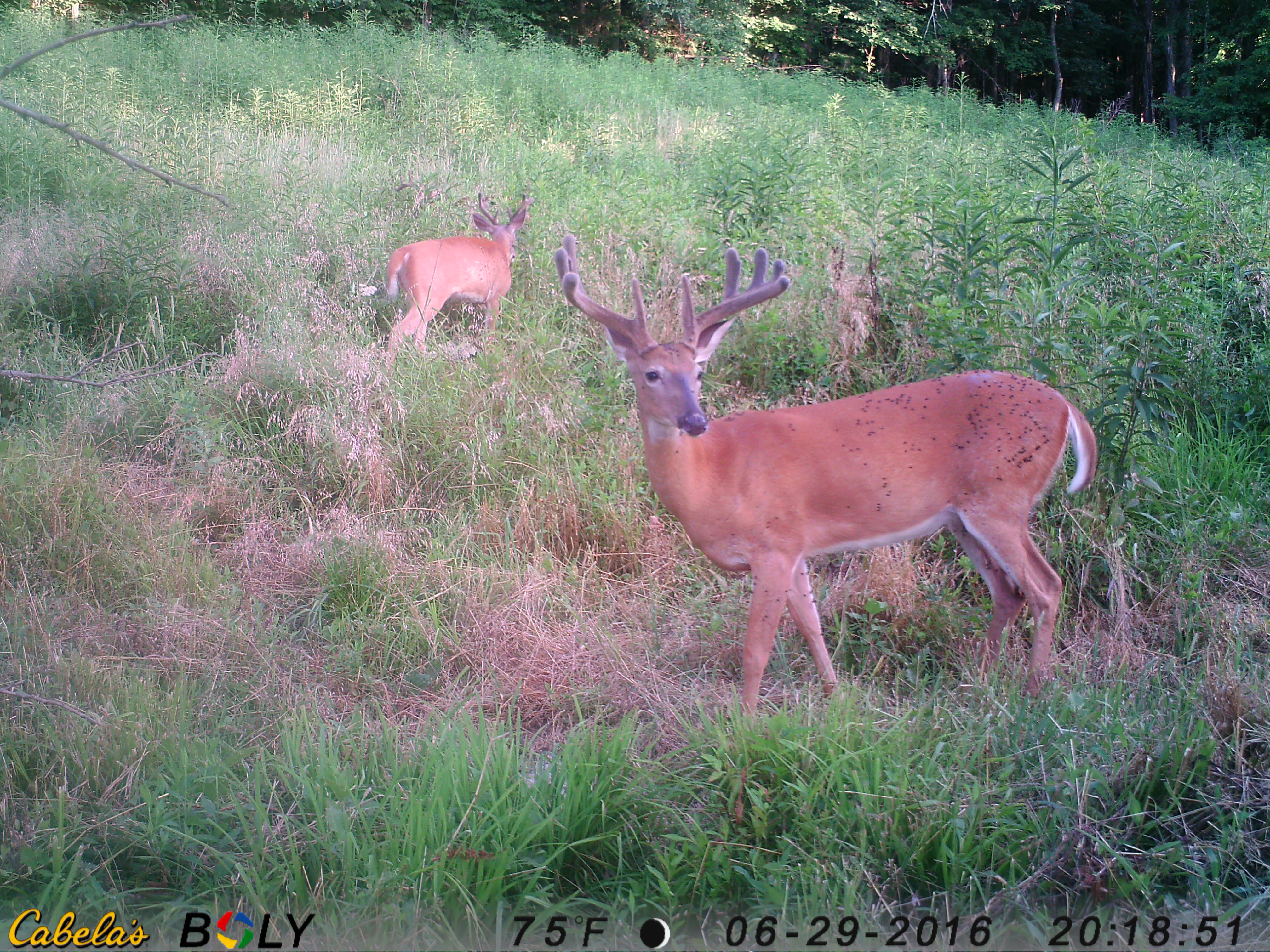 Trail Cam Pic-Velvet Whitetail 2