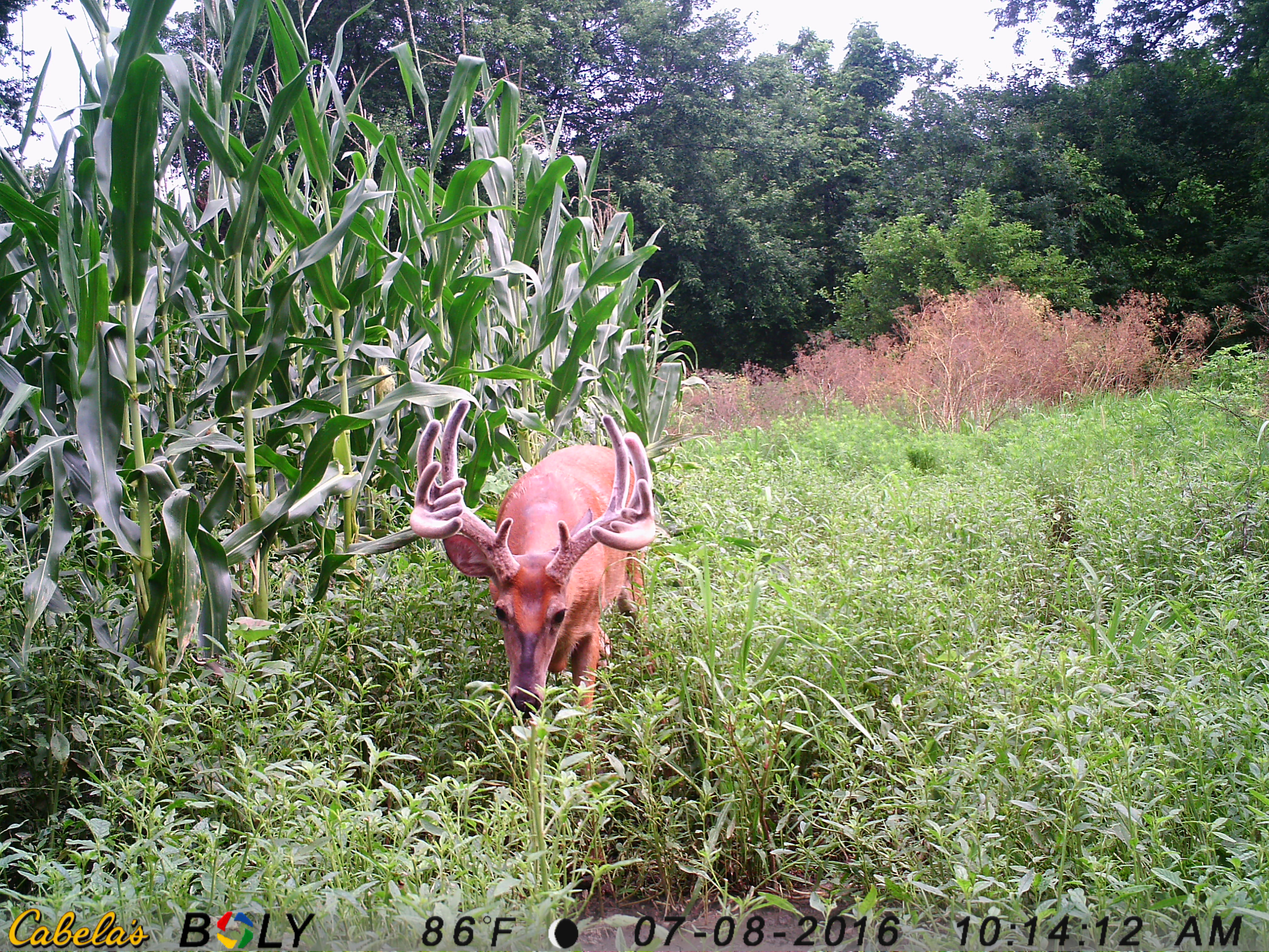 Trail Cam Velvet Buck